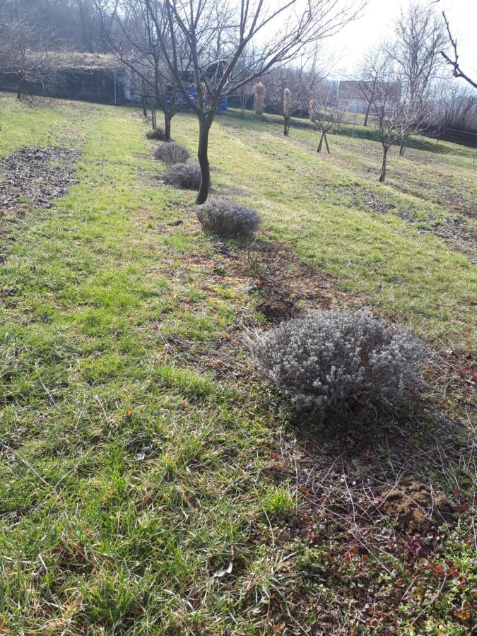 Keknefelejcs Vendeghaz Daire Tapolca Dış mekan fotoğraf